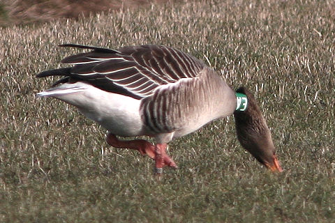 Grauwe Gans
